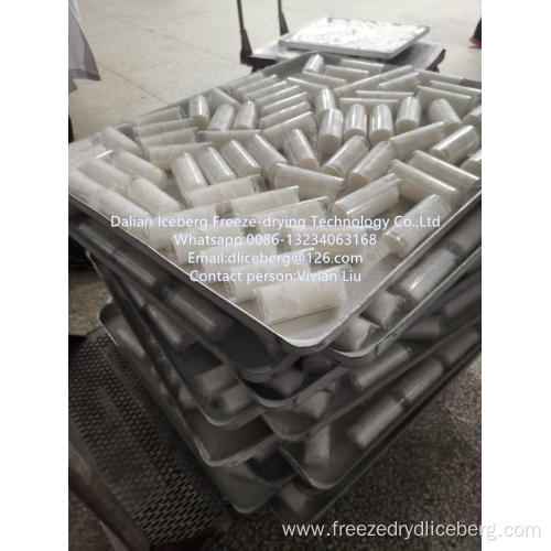 Freeze-drying Cubilose freeze dryer.